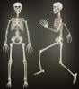 Posable Skeleton Decoration