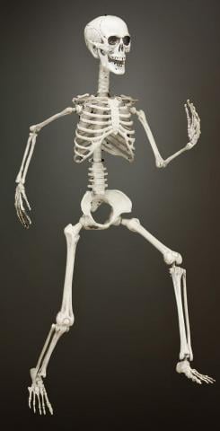 Posable Skeleton Decoration