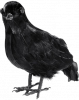 Feathered Crow