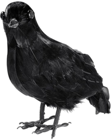 Feathered Crow