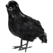 Feathered Crow