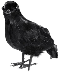 Feathered Crow