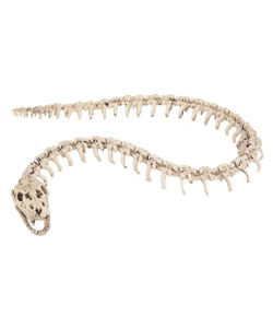 Skeleton Snake Prop - 110cm